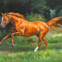 Picture of horse