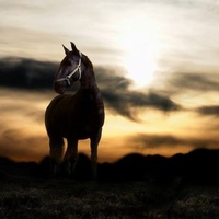 Sunset and black horse