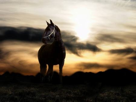 Sunset and black horse - horse, animal, sunset, cavalo, stallion