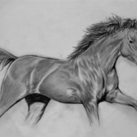 Hand Drawing a horse