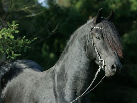 Black Stallion - cavalo, stallion, animal, horse