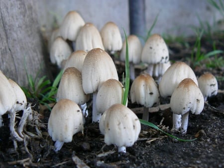 Little Mushroom colony - fantasy, magic, fairytale, mushrooms, fairy, princess