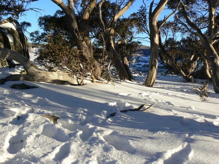 Sunset on the snow - perisher blue, snow, trees, sunset