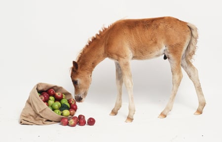 Curious horse - animal, cavalo, horse