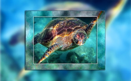 Sea Turtle - wildlife, ocean, turtle, seascape, animals, swimming, water