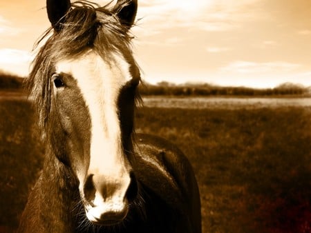 Horse - cavalo, stallion, animal, horse