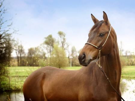 Bay stallion - horse, animal, cavalo, stallion, bay