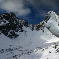 Grey Horse Rearing in a Snowy Winter Landscape