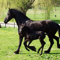 Friesian horses