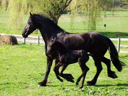 Friesian horses - animal, cavalo, horse, stallion