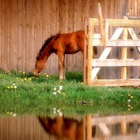 Grazing on the spring grass