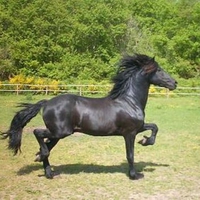 Black horse