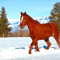 Horse in snow