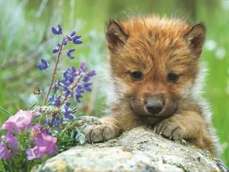 Gray Wolf Pup - animal, wolf, lobo, pup