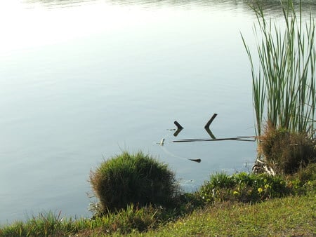 Peaceful Lake - lake, beach, blue, water, park, green, pond