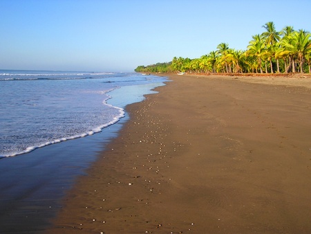 beautiful beach palms - beautiful-beach-palms