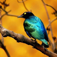 beautiful bird 