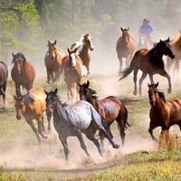 Wild Horses