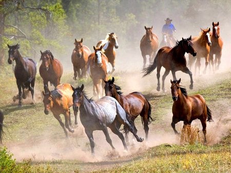 Wild Horses - photo, nature, horses, animals