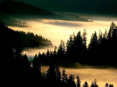 Misty Forest - beauty, mystery, forests, peaceful, mist, nature, view, forest, photo, earth