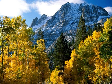 Mighty Mountain - nature, view, forest, photo, mountain