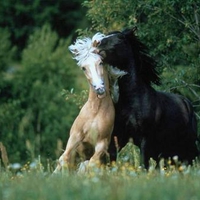 White and Black horses in love