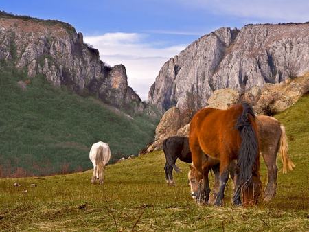 Horses - animal, cavalo, horse, stallion