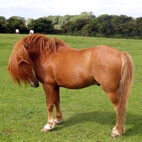 Horse