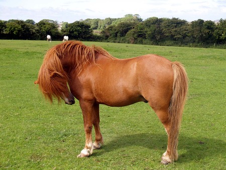 Horse