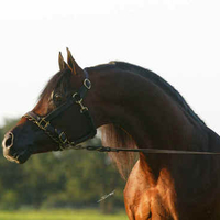 Arabian Horse