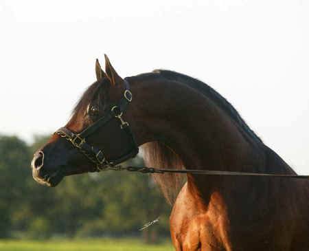 Arabian Horse - horse, animal, stallion, arabian, cavalo