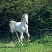 Pretty white arabian