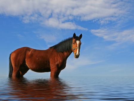 Portrait of a horse