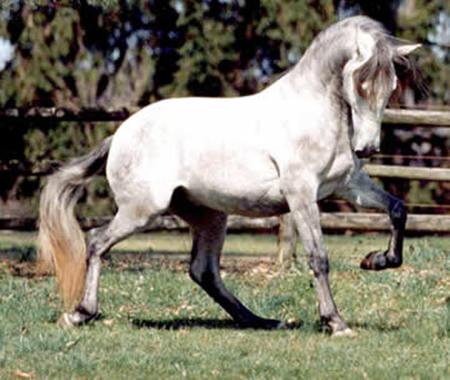 Horse - cavalo, animal, horse