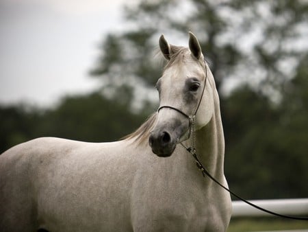 Arabian horse - animal, cavalo, horse