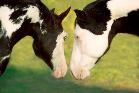 Blue eyes - animal, cavalo, horse, stallion