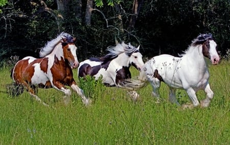 Running - cavalo, stallion, animal, horse