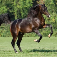 Beautiful horse