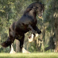 Black Horse