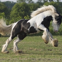 Happy horse