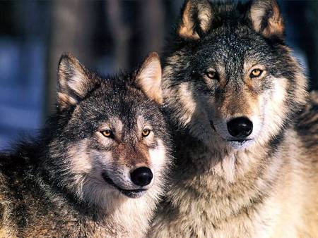 wolves - pretty, wolf, two, cute, animals, wolves