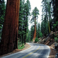 Road to Nowhere - Redwood Road Sequoia National Park