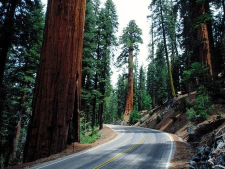 Road to Nowhere - Redwood Road Sequoia National Park - trees, road to nowhere, redwood, road, redwood road, forest, red, sequoia national park, green