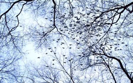 Birds (WDS) - widescreen, birds, wds, upstairs, tree