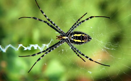 Spider Close up - spider, web, nature animal, insekt