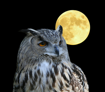 Night Owl - owl, night owl, full moon, hooter