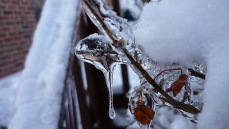 Frozen in Time - winter, scenery, snow, berry, outside, ice, bush, frozen, time