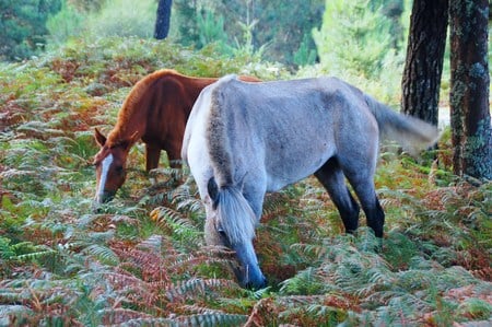 horses - narure, horses, woods