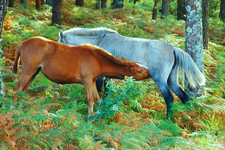 Horses - narure, horses, woods