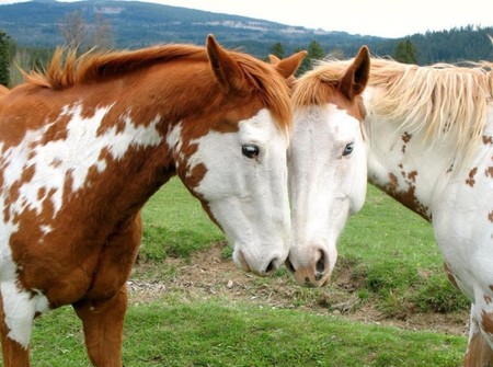 love horses - horses, love, animals